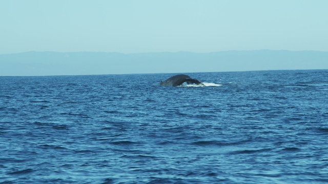 Humpback whale mammal tail fluke, California, Pacific Ocean, USA