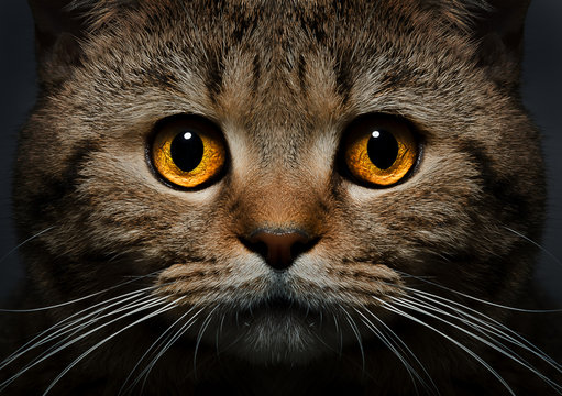 Portrait of Scottish Straight cat