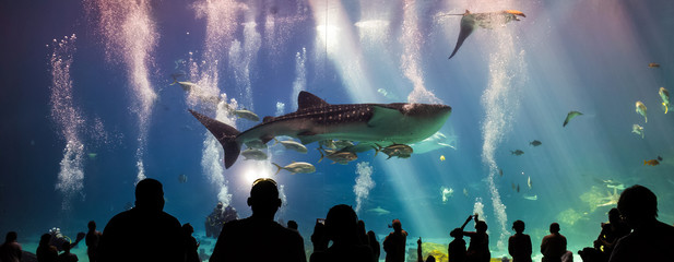 whale sharks and many kinds of fish swimming in aquarium