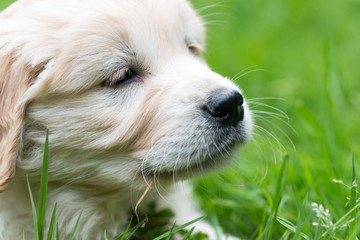 Cucciolo