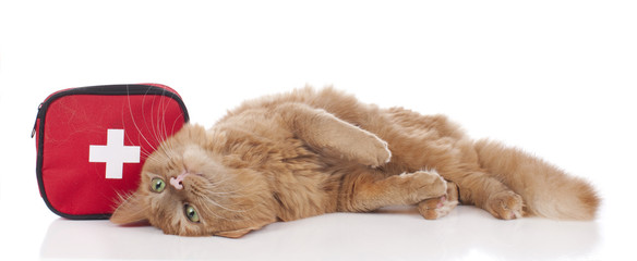 Katze mit Erste Hilfe Tasche