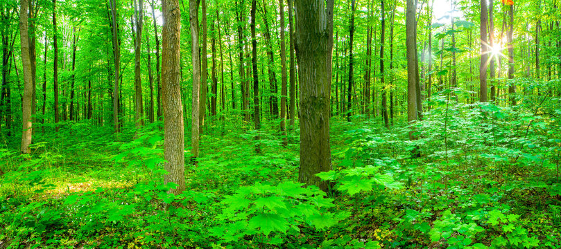 Fototapeta forest