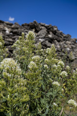 Valerian growing wild