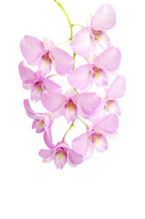 Pink orchid flower on white background