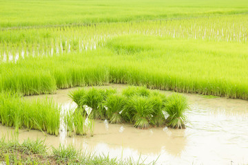 Obraz premium Rice seedlings