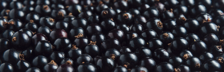 Fresh black currant, berries background