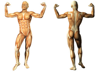Human Anatomy - Male Muscles