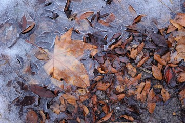 Frozen Leaves; autumnal leaves frozen in ice