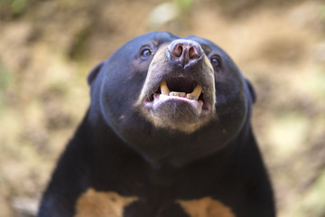 Picture of Malayan sun bear