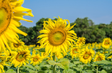 Fototapeta premium Sunflower blooming in field