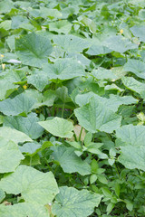 Cucumber plant