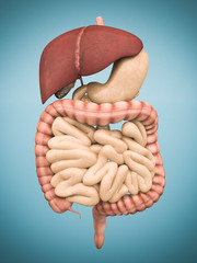 model of the digestive system