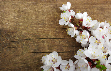 Spring  flower