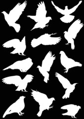fourteen dove silhouettes isolated on black