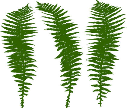set of three green fern leaves silhouettes on white