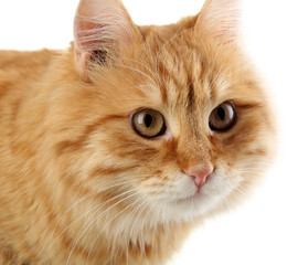Portrait of red cat on white background