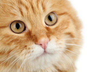 Portrait of red cat on white background