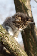 little fluffy kitten on the tree in nature