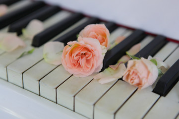 Piano with petal roses - 76977446