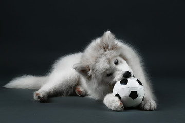 Fototapeta premium Lovable Samoyed dog playing with ball on dark background