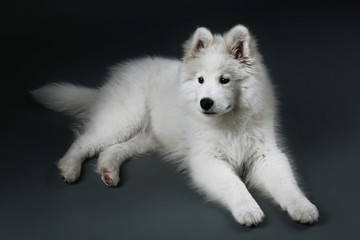 Fototapeta premium Lovable Samoyed dog lying on dark background