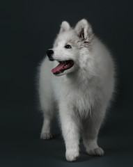 Fototapeta premium Lovable Samoyed dog on dark background