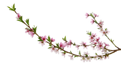 pink blossoms
