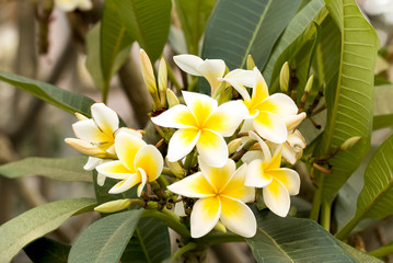 Fototapeta na wymiar White Plumeria spp. (frangipani flowers, Frangipani, Pagoda tre