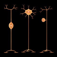Neurons