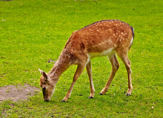 the little calf