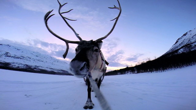 POV Norwegian Sledge Reindeer animal working snow landscape sunset Norway 