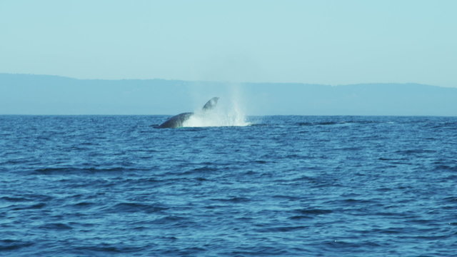 Humpback whales ocean swimming Monterey, Pacific Northwest, USA