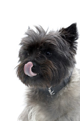 Cairn terrier, chien
