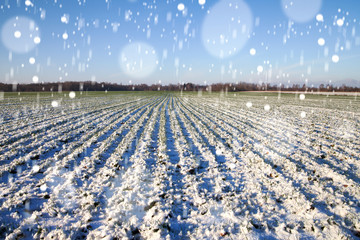Blizzard on wheat field.