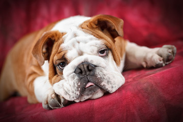 Cucciolo di Bulldog inglese