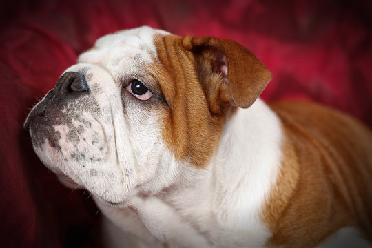 Cucciolo di Bulldog inglese