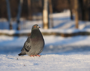pigeon