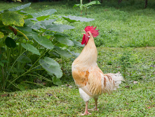 Crowing Rooster