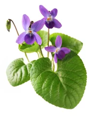Deurstickers sweet violet, viola odorata isolated on white background © uckyo