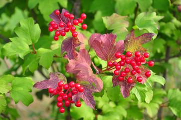 Gewöhnlicher Schneeball (Viburnum opulus)