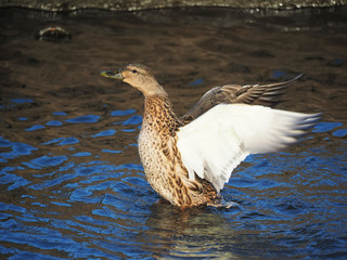 duck flaps its wings