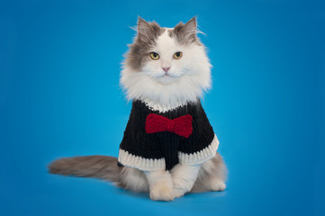 cat in knitted clothes on a blue background isolated