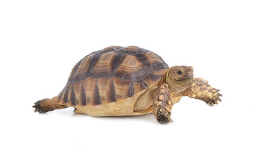 turtle isolated on white background