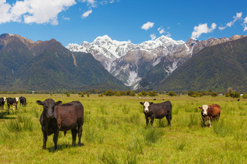 Grazing cows with Southern Alps in the background, New Zealand