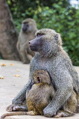 Mother and baby baboon