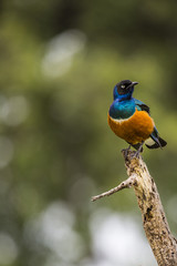Colourful bird Superb Starling sits on a branch on a bright blue