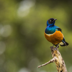 Fototapeta premium Colourful bird Superb Starling sits on a branch on a bright blue