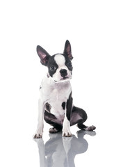 Puppy looking at camera