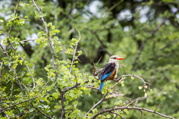 Woodland kingfisher in Lake Manyara national park, Tanzania