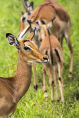 Female impala antelopes in Maasai Mara National Reserve, Kenya.